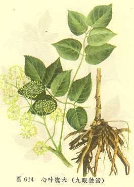 High Quality Factory Bulk Aralia Cordata Extract Aralia Cordata Root Extract