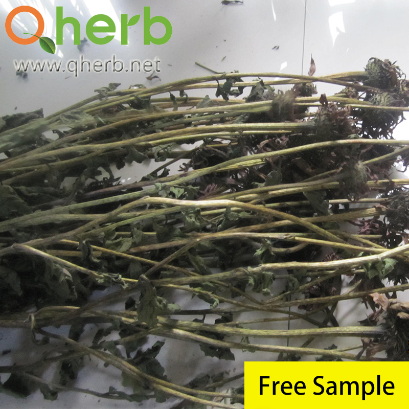 Cichoric Acid Organic Echinacea Purpurea Extract