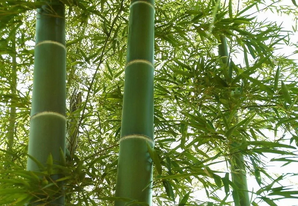 Bamboo Detail 3