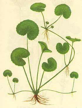 Nutural Herbal Extract Gotu Kola Extract 25% Asiaticoside Promotes Wound Healing for Cosmetic Factory Supply