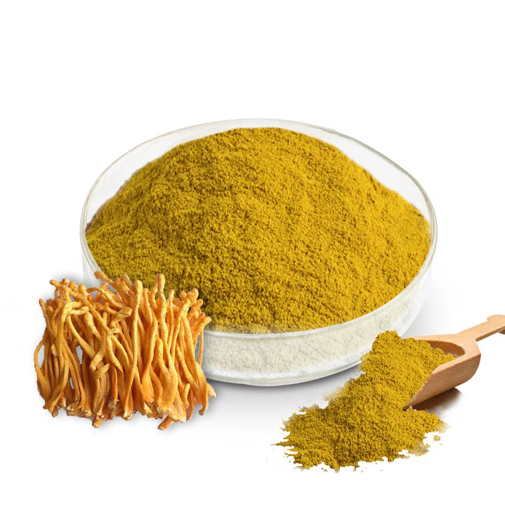 Cordyceps Militaris Dual Extract Powder Cordyceps Beta Glucan, Polysaccharides Cordycepin Medicinal Mushroom