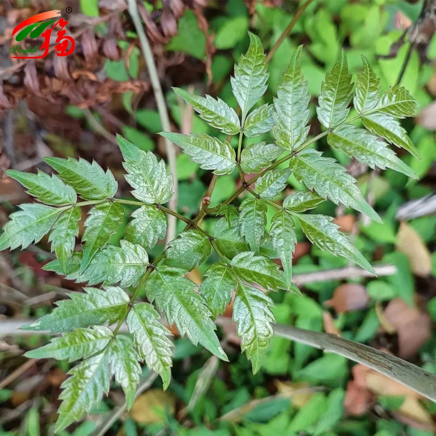 Herbal Extract/Vine Tea Leaf/Bayberry Bark Extract/50%80%90%95%98% Myricetin/Bayberry Fruit