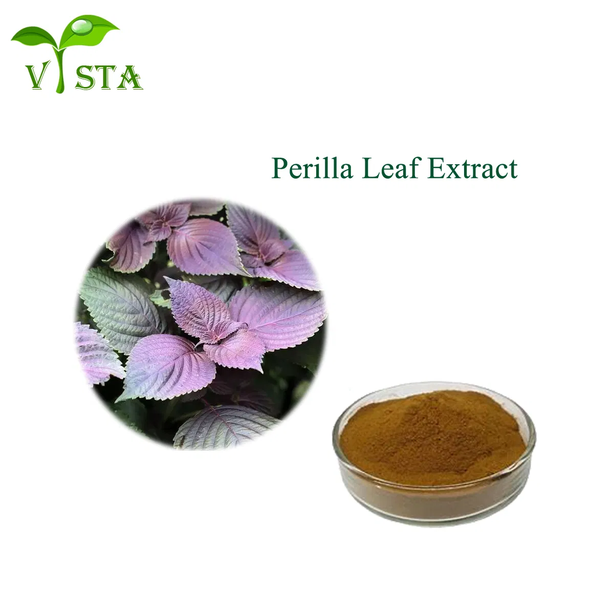 High Quality Hot Sale Plant Extract Free Sample Natural Perilla Leaf Extract Powder
