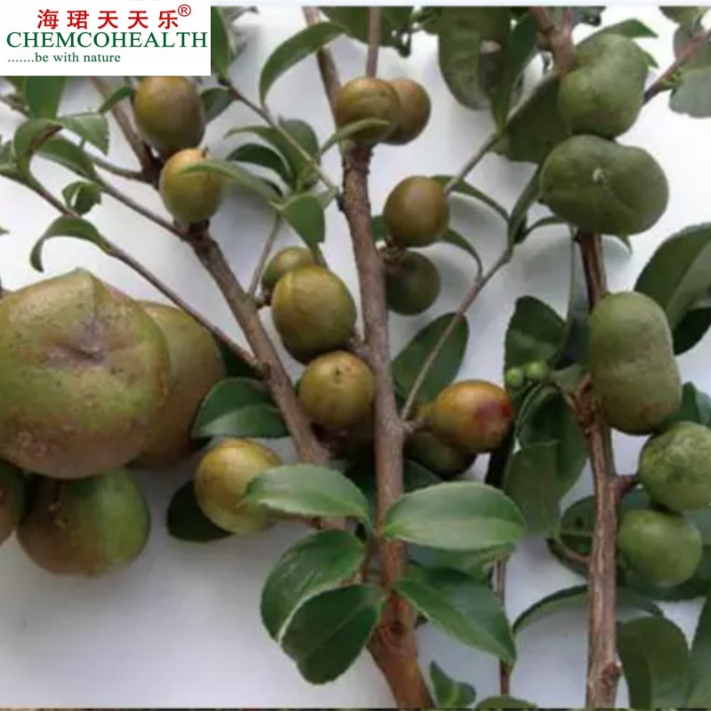 Natural Herbal Camellia Seed Extract High Content of Tea Saponin