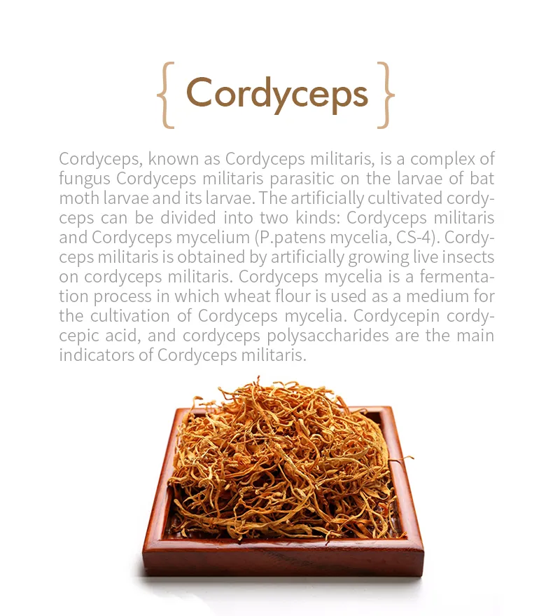 Cordyceps Detail 1