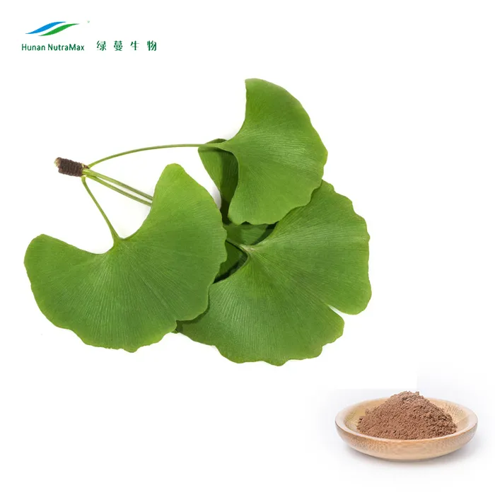 Ginkgo Biloba Leaf Extract Powder