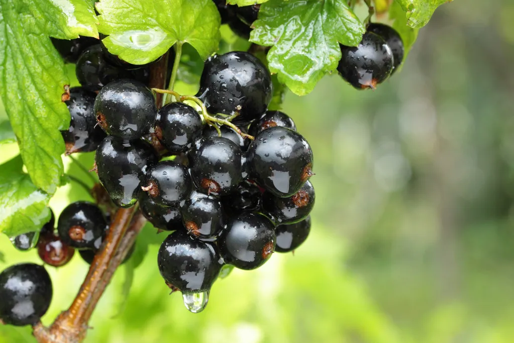Black Currant Extract