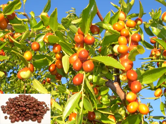 Spina Date Seed Extract Gallery 1