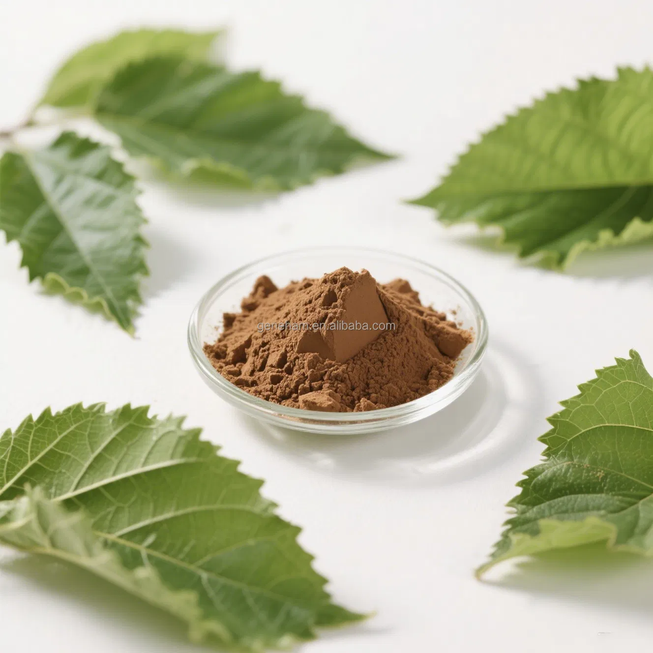 Natural Mulberry Leaf Extract 1-Deoxynojirimycin Powder Food Grade Organic Certified