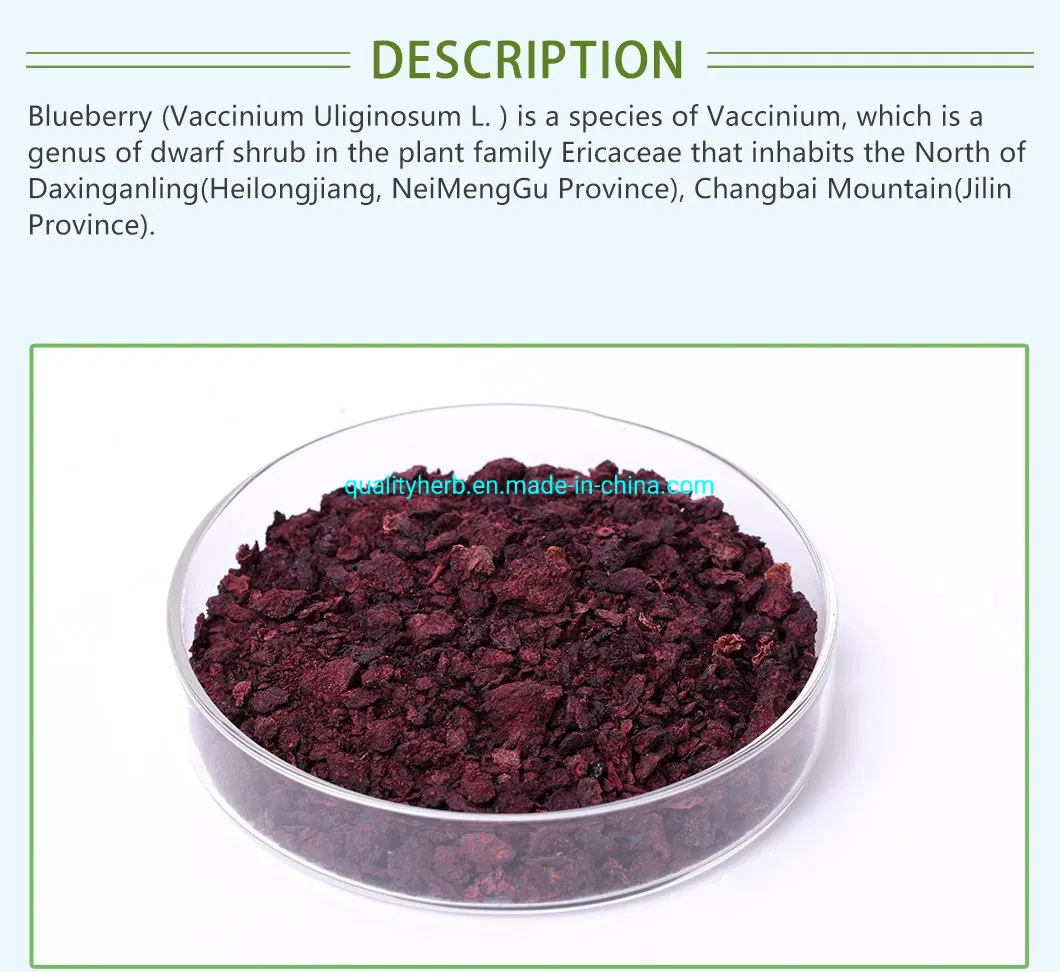 Bilberry Extract Image 4