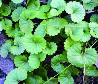 Herbal Extract Gotu Kola Extract 25% Asiaticoside Antioxidant for Cosmetic Factory Supply