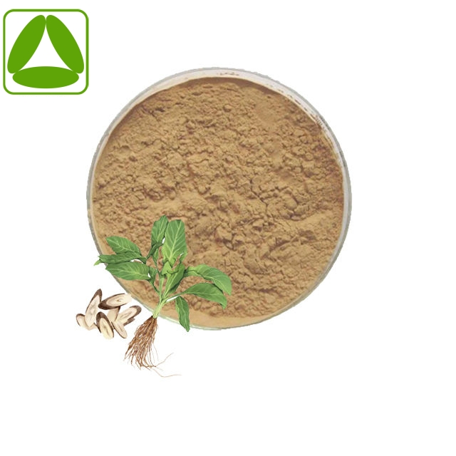 Chinese Traditional Herb Isatis Root Powder Isatis Root Extract Powder
