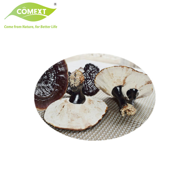 Comext Supply Organic Plant Extract Ganoderma Lucidum Extract Reishi Mushroom Extract Powder