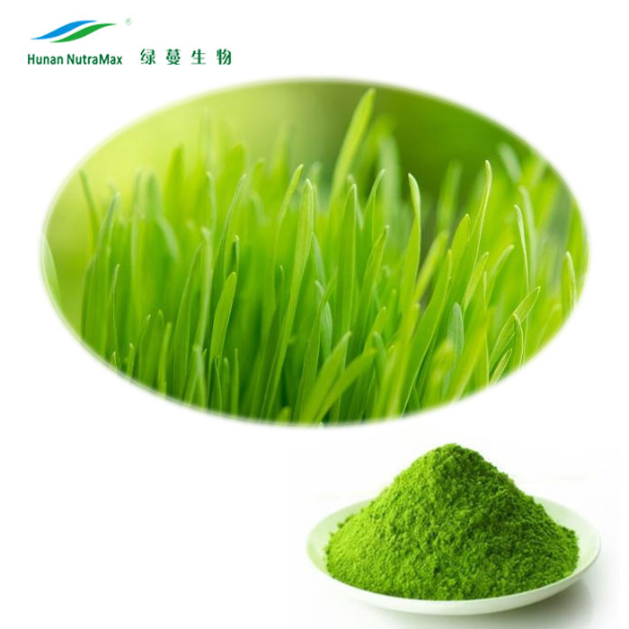 Herbal Supplements Wheat Grass Extract Powder