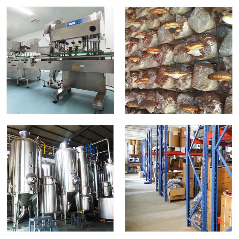 Extracts Medicinal Plants Certified Fruiting Body Extract Turkey Tail Coriolus Versicolor Mushroom Extract Powder