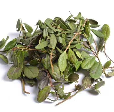 World Well-Being Biotech ISO&FDA Certified 4: 1 10: 1 Buchu Leaf Extract