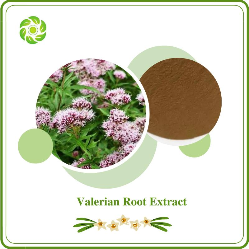 World Well-Being Herbal Extract Valerian Valerian Root 50: 1 Valeric Acid 0.8% Valerian Root Extract