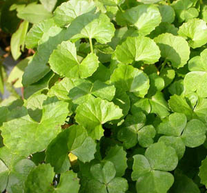 Herbal Extract Gotu Kola Extract 25% Asiaticoside Skin Repair for Cosmetic