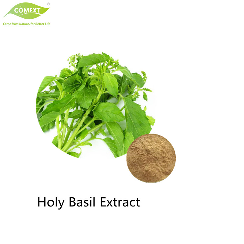 Comext Free Sample Manufacturer Bulk Herbal Extract / Holy Basil Extract /4: 1~30: 1 Ocimum Sanctum Extract Health