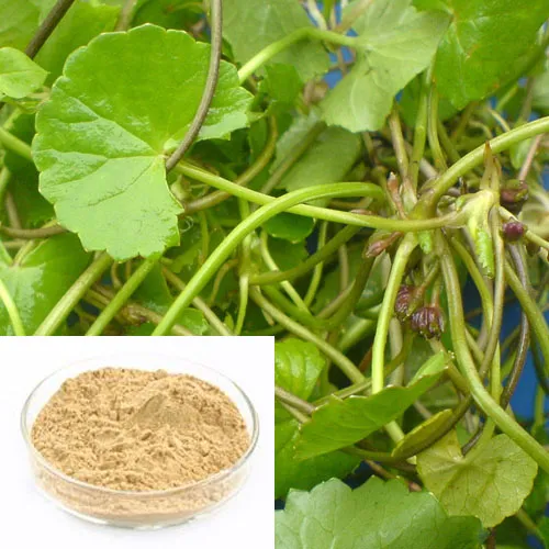 Herbal Extract Gotu Kola