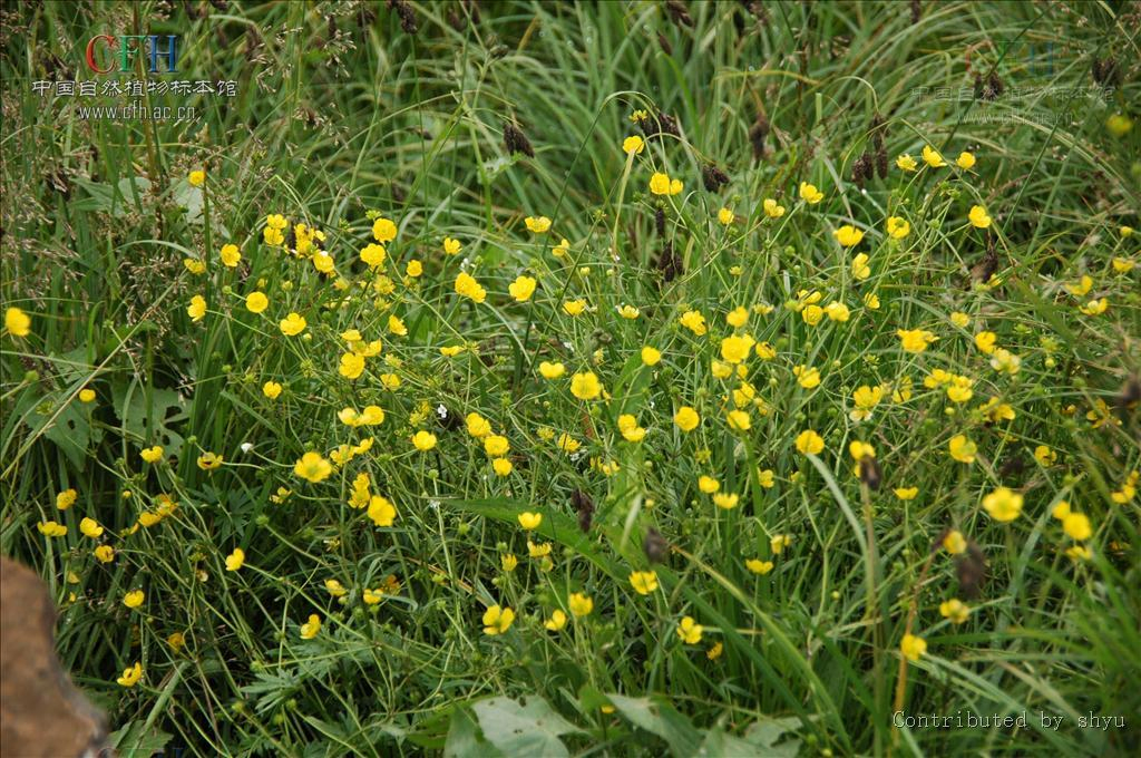 Premium Goldenseal Root Extract (5: 1) Hydrastis Canadensis