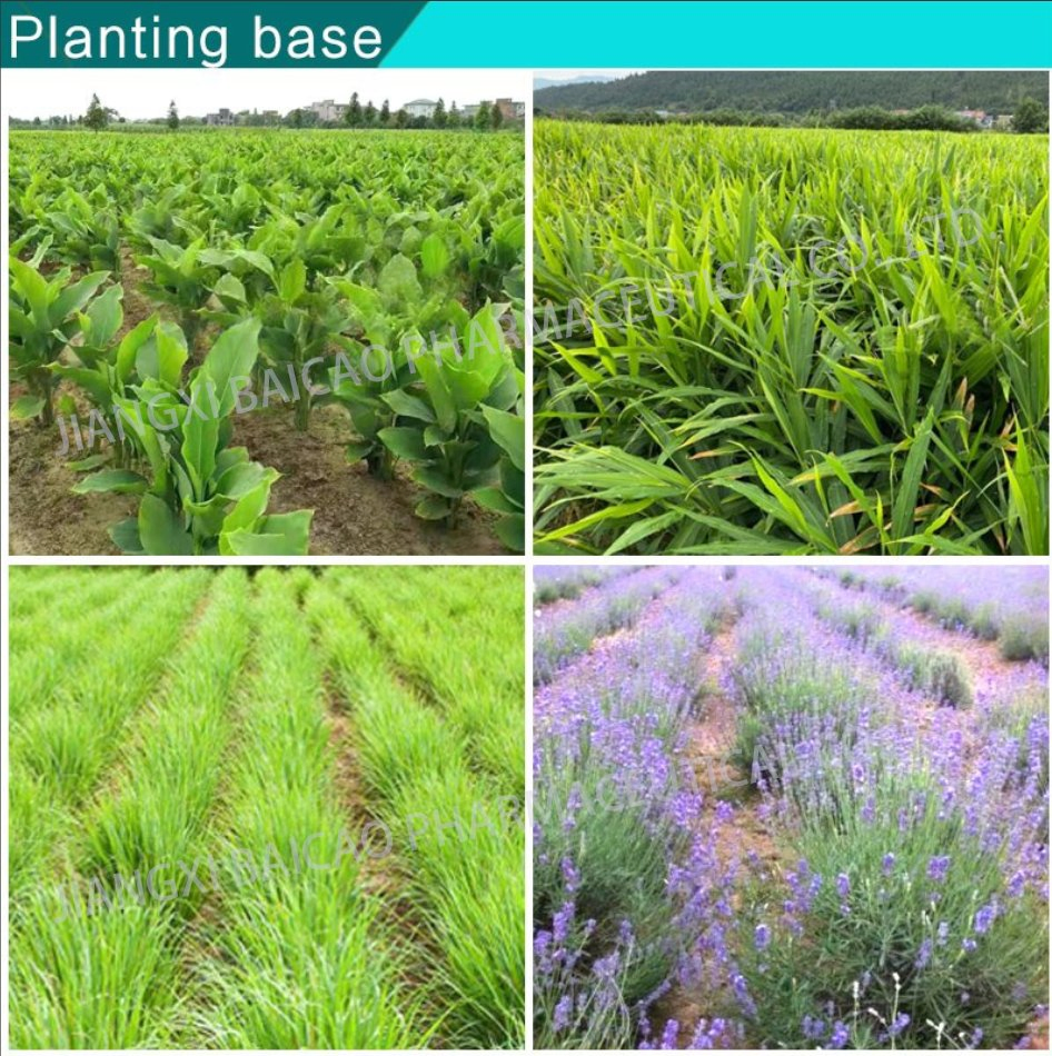 Herbal Essential Oil Citronella Essential Oil