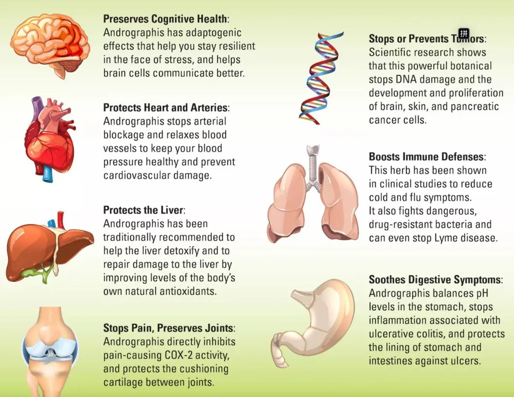 Andrographis Paniculata Functions