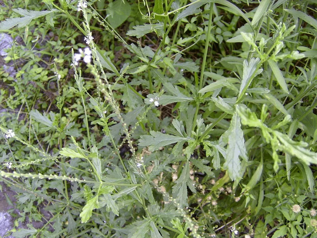 Natural Plant Extract