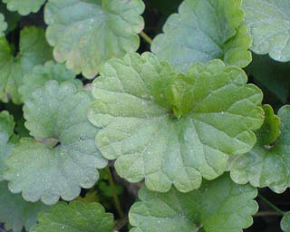 Herbal Extract Gotu Kola Extract 25% Asiaticoside Antioxidant for Cosmetic Factory Supply