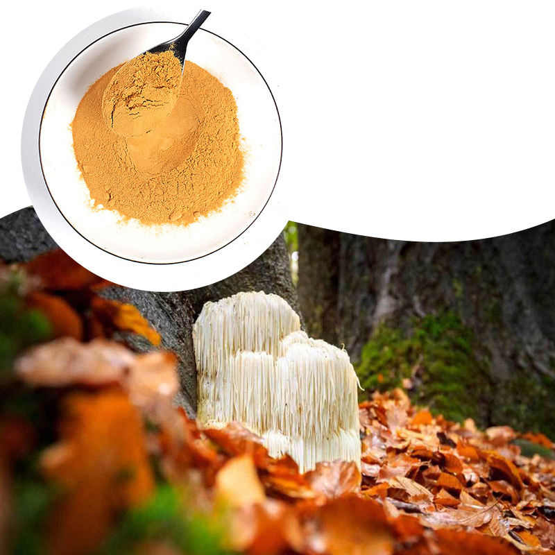 Whoesale Herballion's Mane Bulk Hericjumerinaceus Extract in Low MOQ