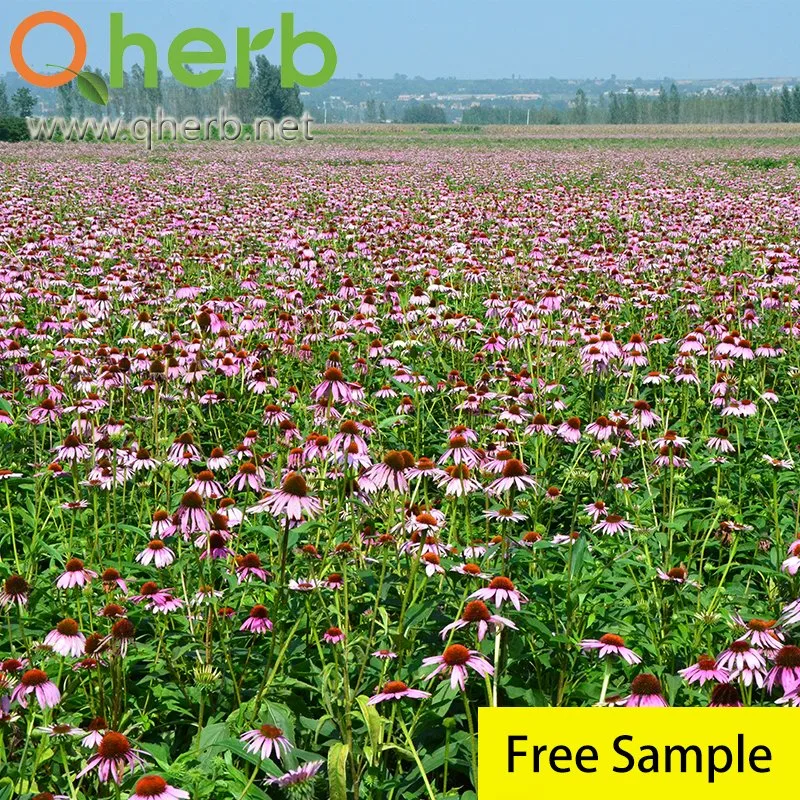 Cichoric Acid Organic Echinacea Purpurea Extract