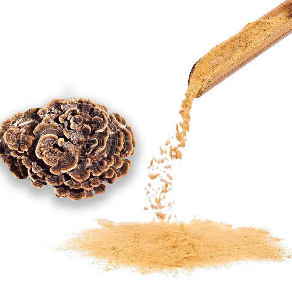 Extracts Medicinal Plants Certified Fruiting Body Extract Turkey Tail Coriolus Versicolor Mushroom Extract Powder