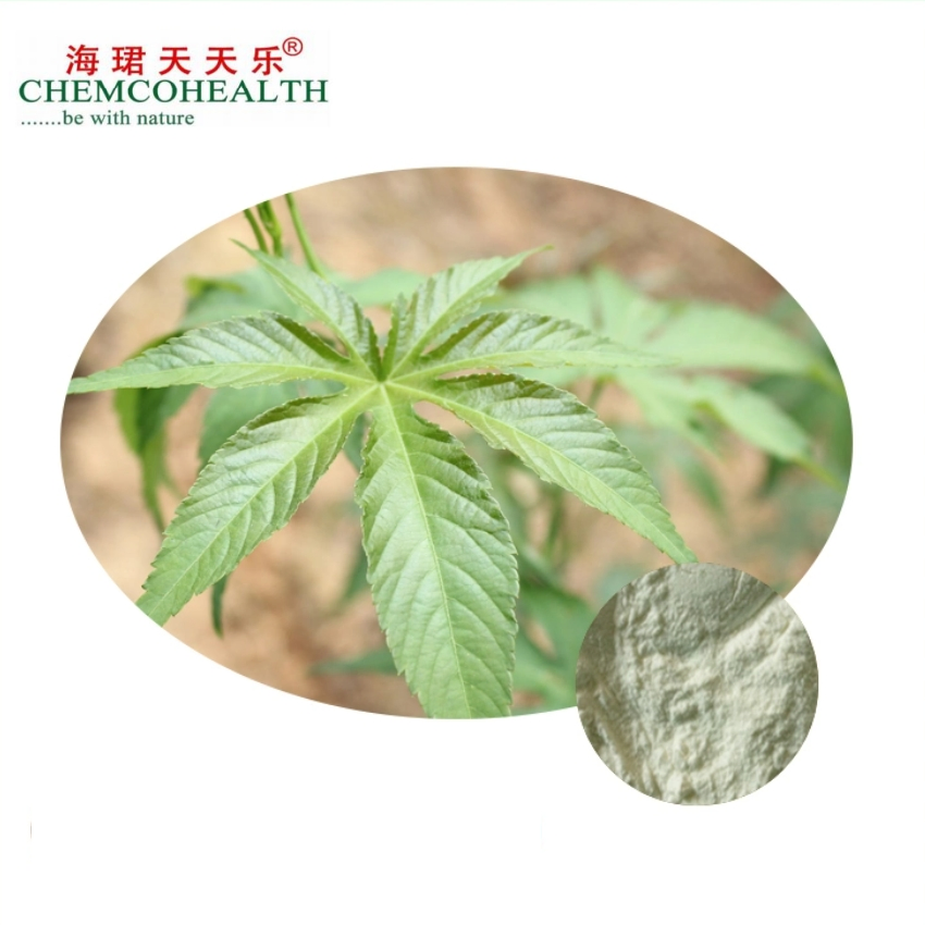 100% Natural Herbal Extracts with Various Concentrations of Polyphenols Sweet Tea Extract