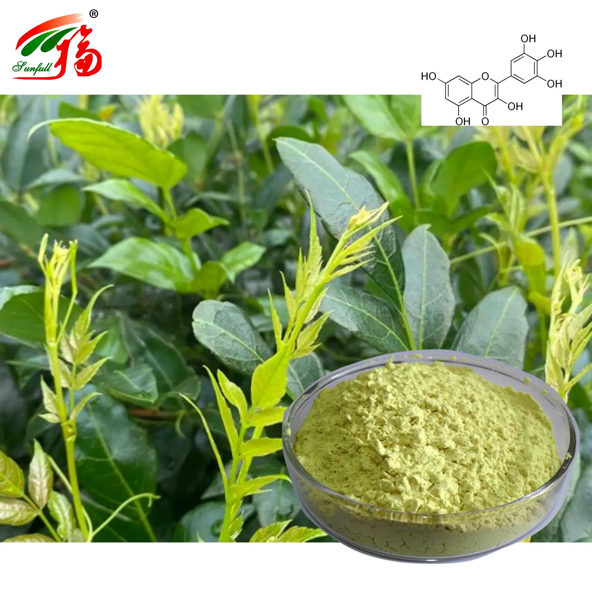 Herbal Extract/Vine Tea Leaf/Bayberry Bark Extract/50%80%90%95%98% Myricetin/Bayberry Fruit