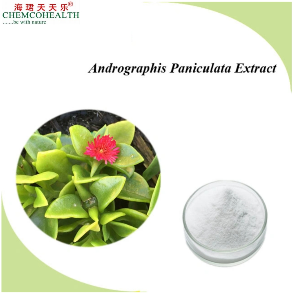 Plant Herbal Extracts From Nature Have Medicinal Nutritional Value Andrographis Paniculata Extract