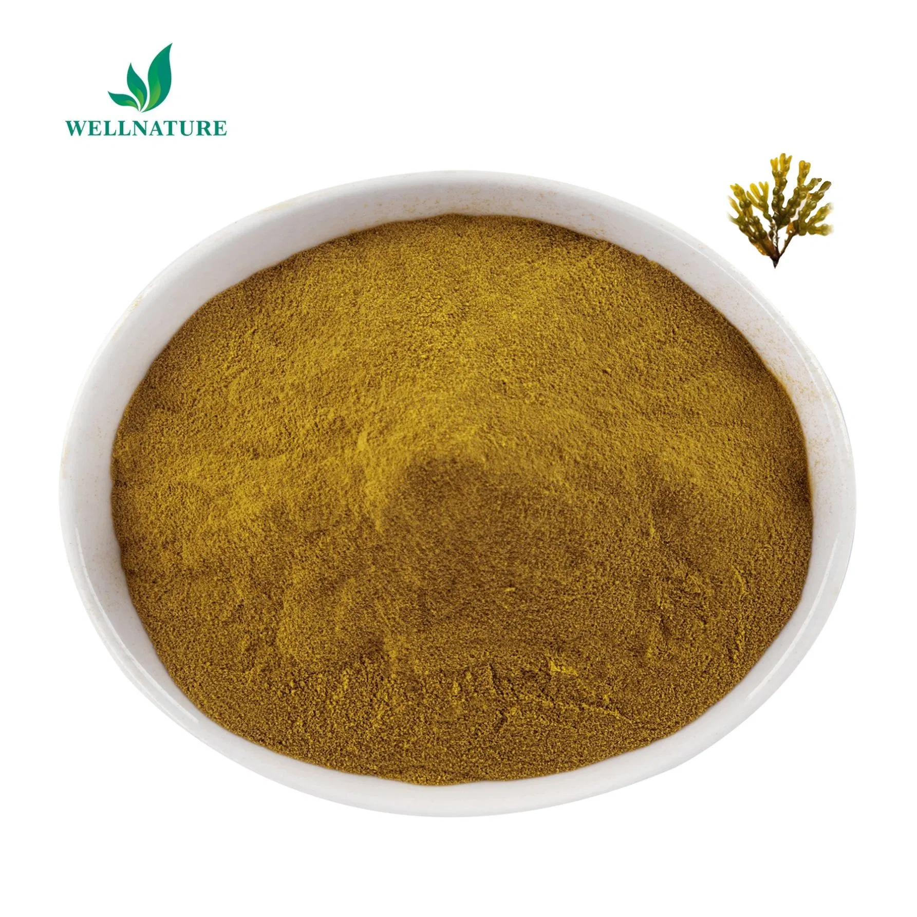 Bladderwrack Powder Bladderwrack Extract Fucus 10: 1 Vesiculosus Extract