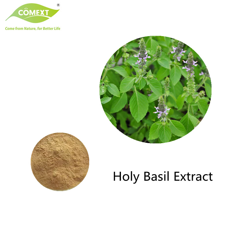 Comext Free Sample Manufacturer Bulk Herbal Extract / Holy Basil Extract /4: 1~30: 1 Ocimum Sanctum Extract Health