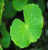 Herbal Extract Gotu Kola Extract 25% Asiaticoside Skin Repair for Cosmetic