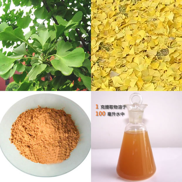 100% Natural Water Soluble 24% Ginkgolides /6% Flavonoids Ginkgo Biloba Leaf Extract Powder