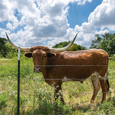 Double Strand Galvanized Iron Wire Barbed Wire Coil for Farm Fencing