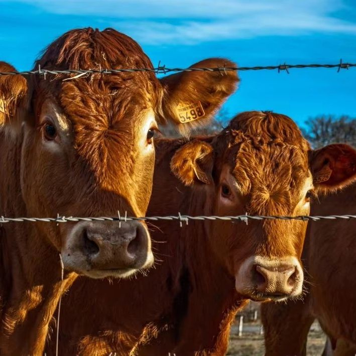 Factory Galvanized High Tensile Iron Wire Construction Fence Barbed Wire for Farm