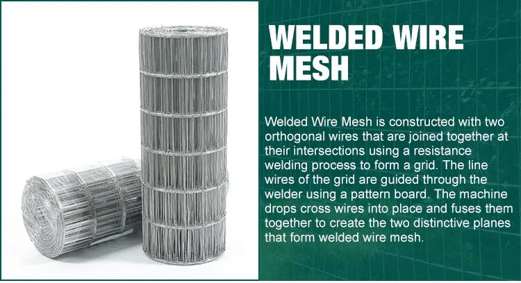 Welded Wire Mesh Photo 2