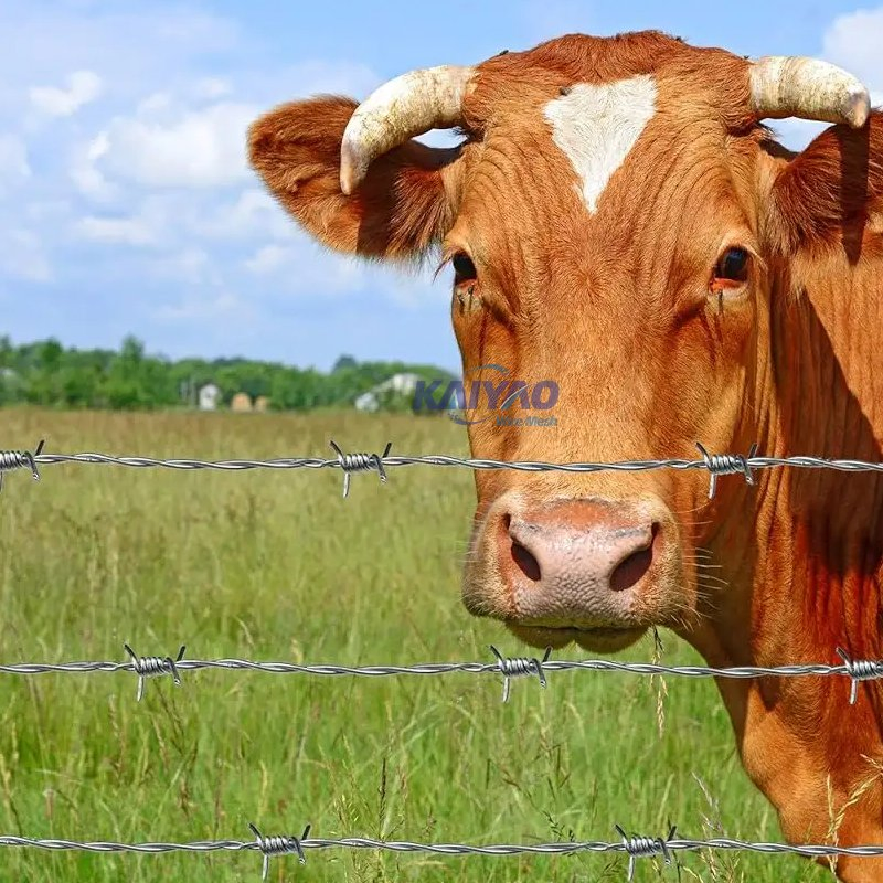 Durable Galvanized Blade Razor Barbed Wire for Prison, Farm &amp; Border Protection