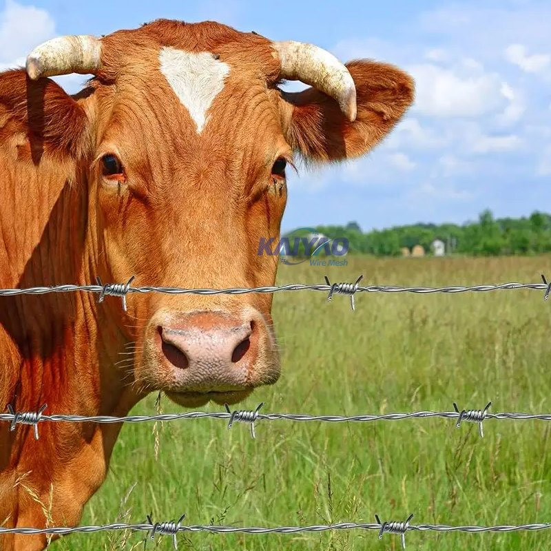 Factory Directly Supply Razor Blade Barbed Wire for Prison, Border &amp; Farm