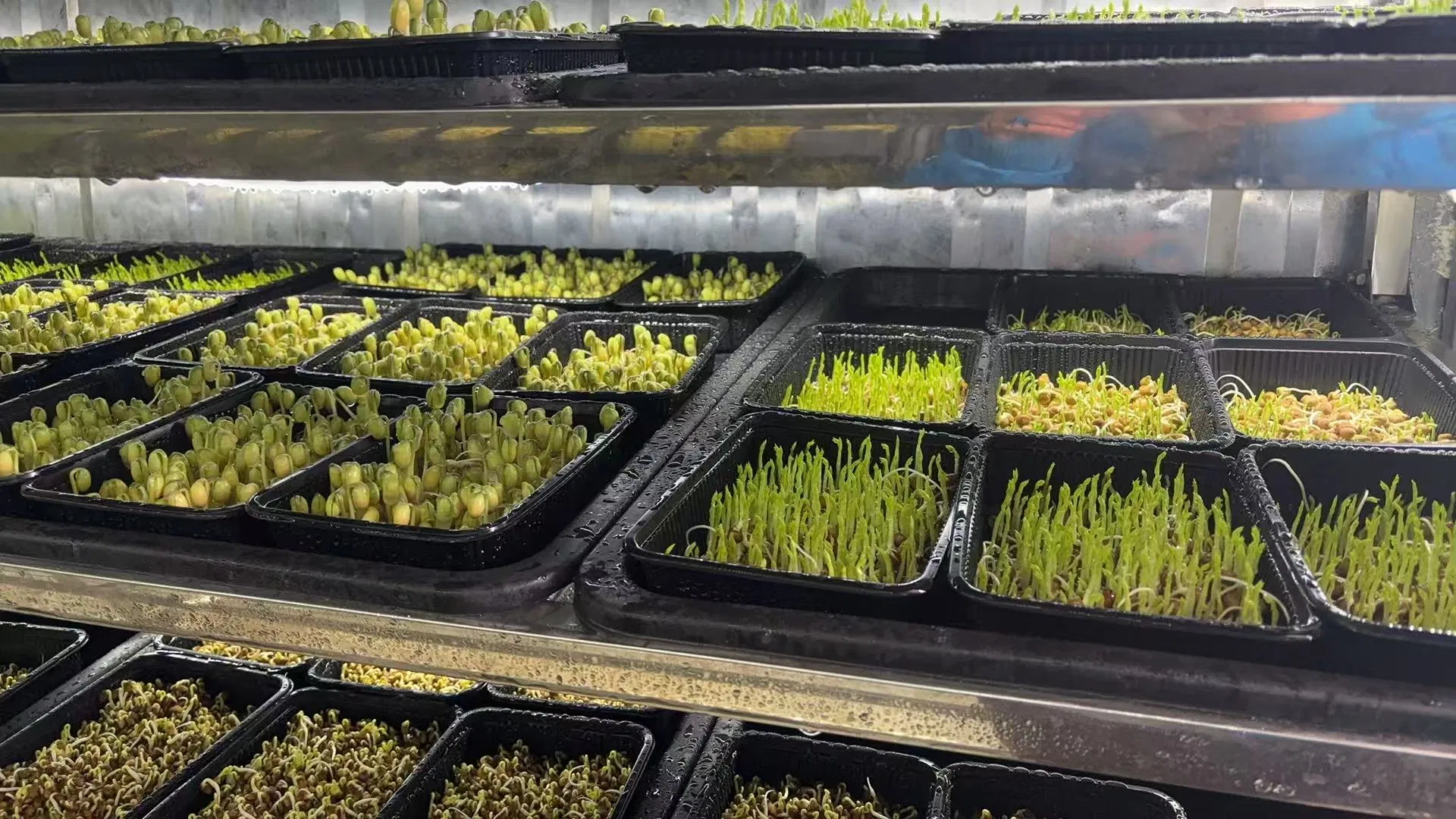 Agg Indoor Planting Turnkey Project Medical Plants Seedbed Smart Farm Rolling Bench Container Farms for Sale