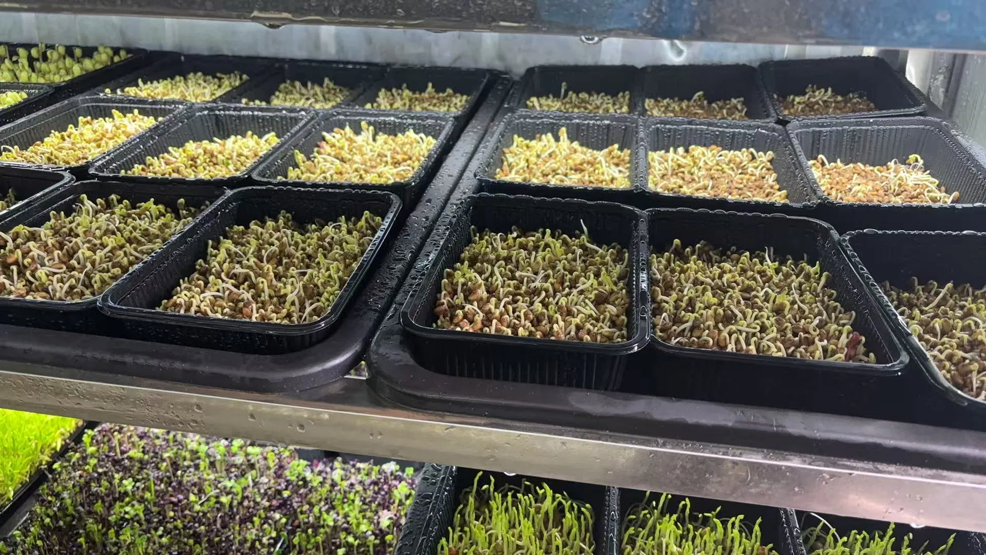 Agg Indoor Planting Turnkey Project Medical Plants Seedbed Smart Farm Rolling Bench Container Farms for Sale