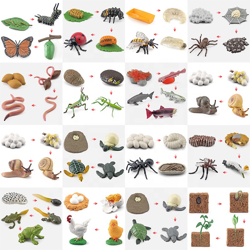 Life Cycle Toys Animal Figurines Teaching Aids Kids Montessori Toys Preschool Early Learning Educational Toys for Baby Toddlers
