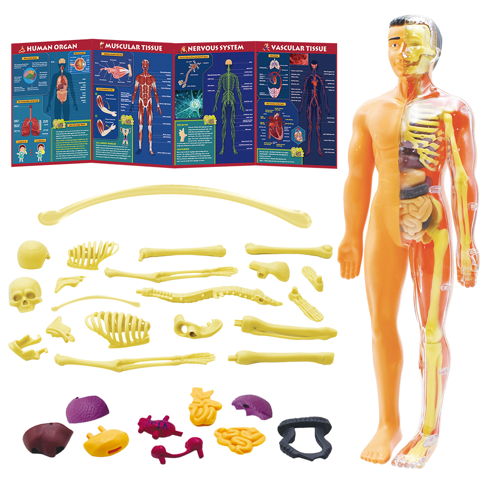 Educational Kids Games Human Body Model 3D Organ Montessori Puzzle Human Body Anatomy Model Kids Learning Assembled Toy