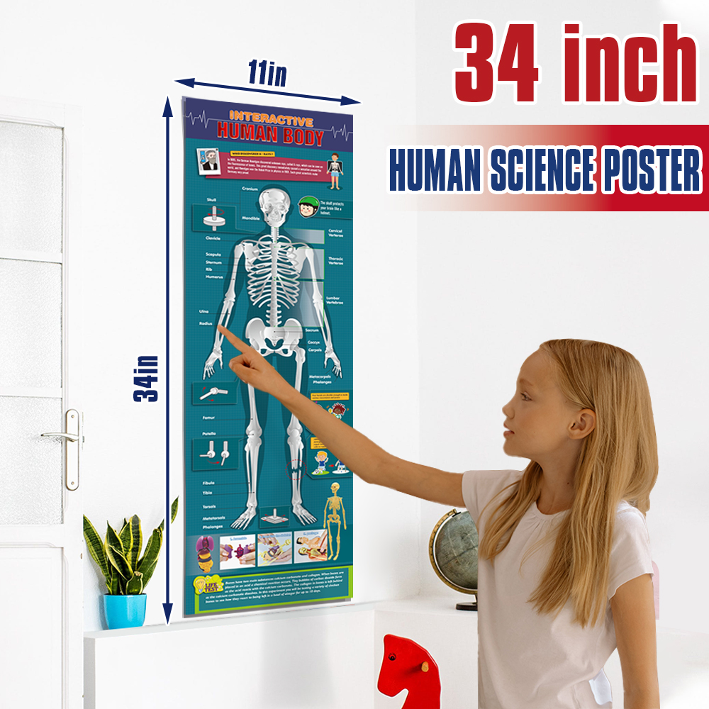 Educational Kids Games Human Body Model 3D Organ Montessori Puzzle Human Body Anatomy Model Kids Learning Assembled Toy