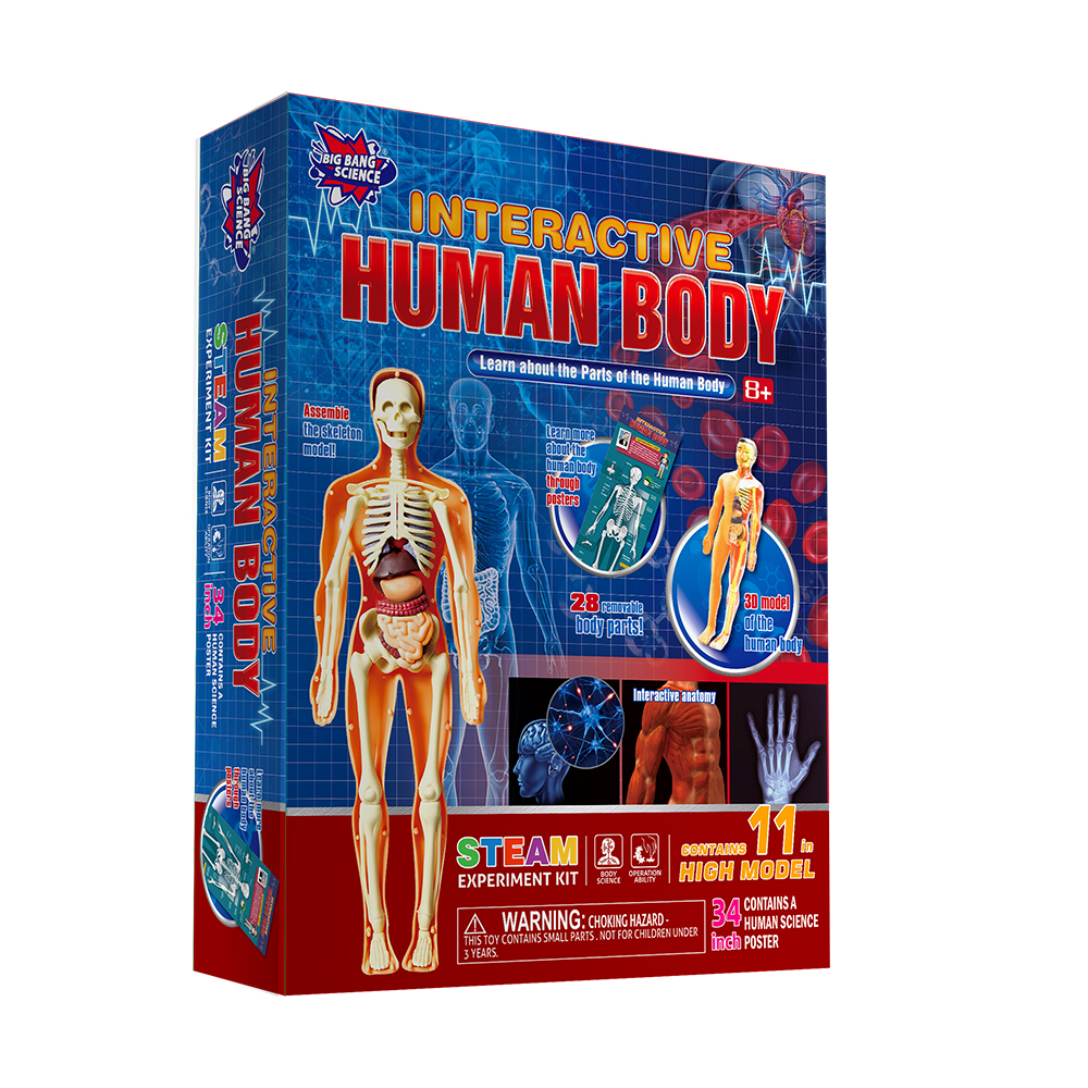 Educational Kids Games Human Body Model 3D Organ Montessori Puzzle Human Body Anatomy Model Kids Learning Assembled Toy
